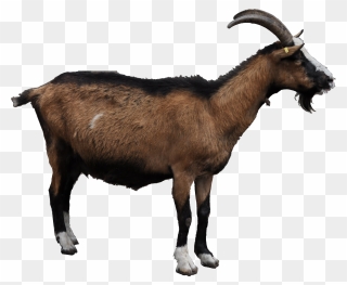 Goat Clipart Indian Goat - Goat .png Transparent Png