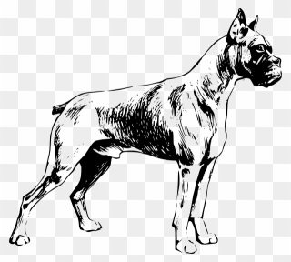 Boxer Dog Clipart Png Black And White Dog Clip Art - Outline Boxer Dog Drawing Transparent Png