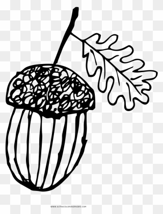 Acorn Coloring Page - Illustration Clipart