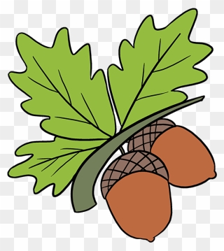How To Draw Acorns - Acorns Drawing Clipart