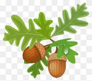 Acorn Png Image - Acorn With Leaves Clipart Transparent Png
