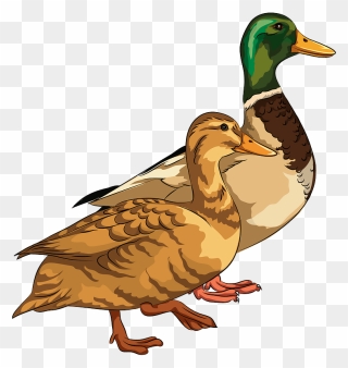 Male And Female Mallard Ducks Clipart - Mallard Duck Clipart - Png Download