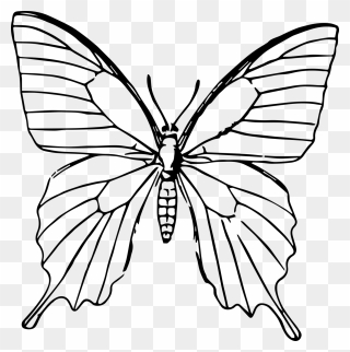 Butterfly Drawing Portable Network Graphics Line Art - Butterfly Line Art Transparent Clipart