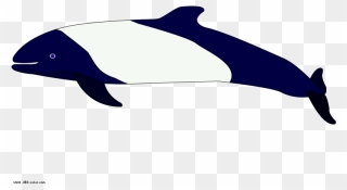 Dolphin Clipart Real Dolphin - Commerson's Dolphin Clipart - Png Download