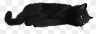 Black Cat Png - Black Cat Transparent Background Clipart