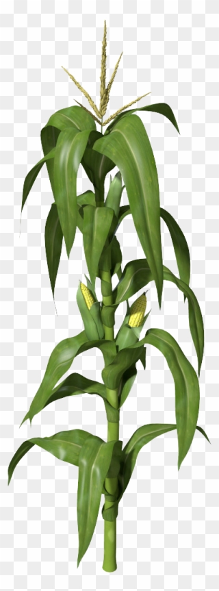 Planting Crops Png - Corn Stalk Transparent Background Clipart