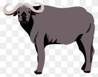 Water Buffalo Clipart - Bull - Png Download