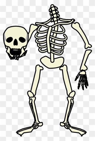 Skeleton Skull Clipart - 骸骨 イラスト - Png Download