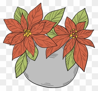 Poinsettia In A Pot Clipart - Poinsettia - Png Download
