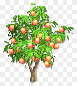 Peach Tree Png - Peach Tree Png Clipart Transparent Png