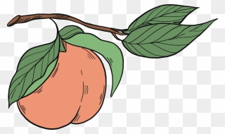 Peach On A Branch Clipart - Png Download