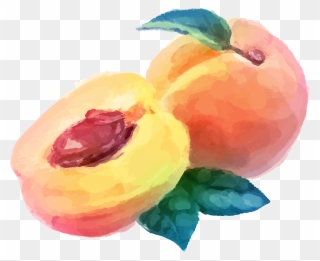 Watercolor Painting Peach Fruit Drawing - Peach Watercolor Png Clipart