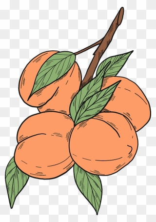 Peach Branch Clipart - Png Download