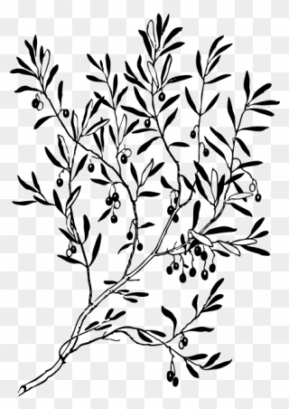 Olive Branch - Olive Branch Clipart Black And White - Png Download