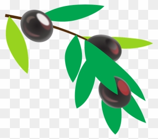 Olives On A Branch Clipart - Colombian Coffee Tree Cartoon - Png Download