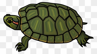 Red-eared Slider Turtle Clipart - Realistic Turtle Clip Art - Png Download