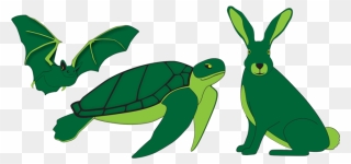 Specific To Mining Sites Such As The Daubentons- - Green Sea Turtle Clipart