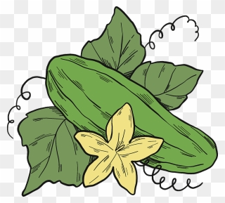 Cucumber Plant Clipart - Clematis - Png Download