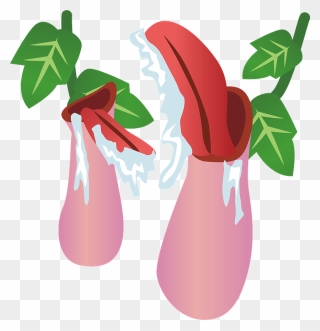 Nepenthes Rafflesiana Pitcher Plant Clipart - ウツボカズラ フリー 素材 - Png Download