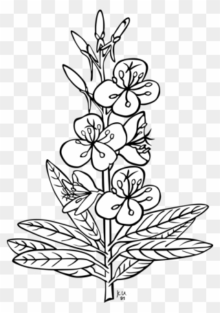 Outline Pictures Of Flowers Clipart