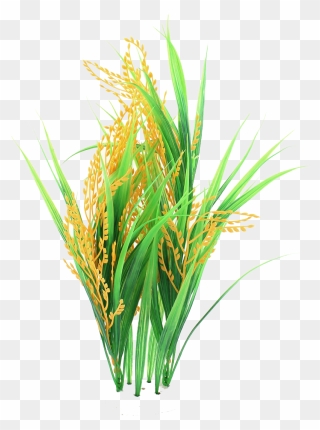 Thumb Image - Rice Plant Png Clipart