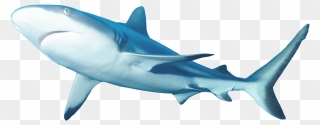 Lemon Shark Clipart Clip Freeuse Lemon Shark Facts - Lemon Shark Png Transparent Png