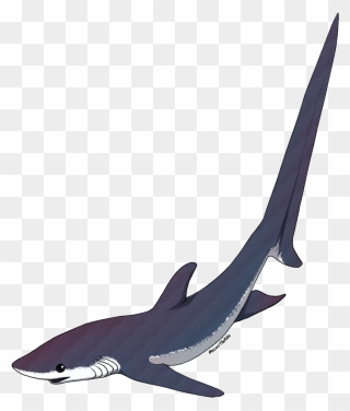Transparent Free Shark Clipart - Thresher Shark Drawing - Png Download