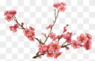 Plum Flower Clipart Banner Freeuse Cherry Blossom Clipart - Free Clipart Cherry Blossoms - Png Download