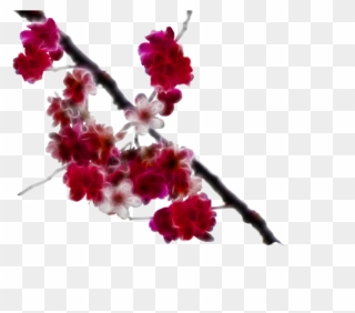 Transparent Japanese Cherry Blossom Png - Clip Art