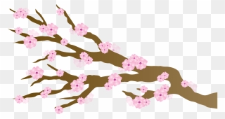Transparent Sakura Clipart - Cherry Blossom - Png Download