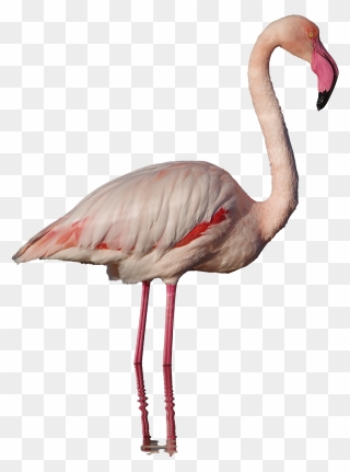 Real Flamingo Png Clipart - Pink Flamingo Png Real Transparent Png