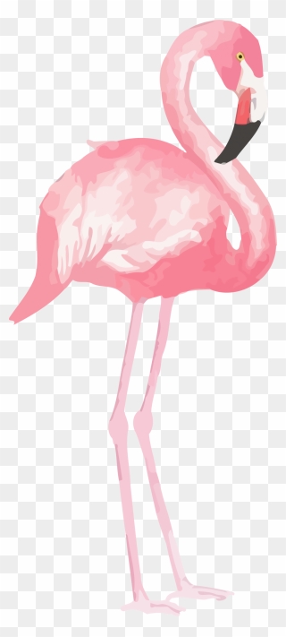 Flamingo Clipart Png - Flamingo Clipart سكرابز فلامنجو Transparent Png