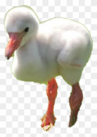 Baby Flamingo Png Clipart - Water Bird Transparent Png