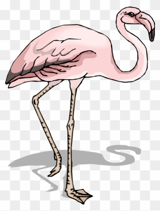 Sketsa Flamingo Clipart