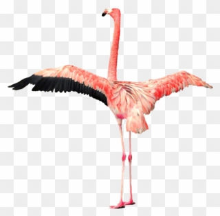 Flamingo - Pink Flamingo With Wings Open Clipart