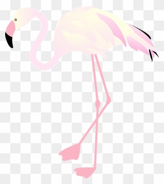 Flamingo Clipart - Greater Flamingo - Png Download