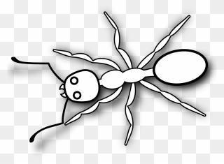 Ant 3 Black White Line Art Svg - Printable Ant Clipart Black And White - Png Download