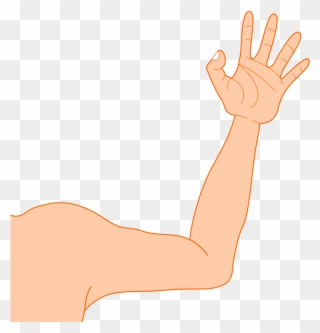 Muscle,thumb,organ - Arm Clipart - Png Download