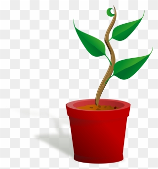 Pot Plant Clipart Bean Plant - Getting To Know Plants - Png Download