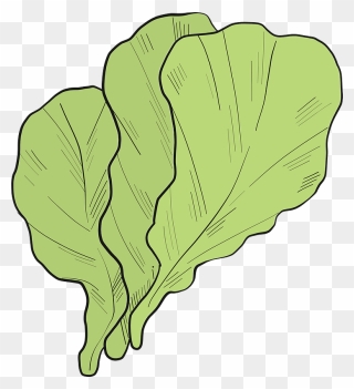 Lettuce Clipart - Chard - Png Download