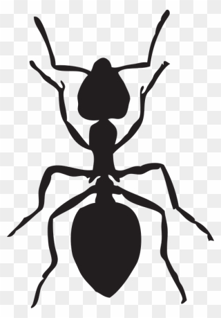 Transparent Hormiga Png - Ant Clipart