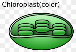 Chloroplast Png Clipart