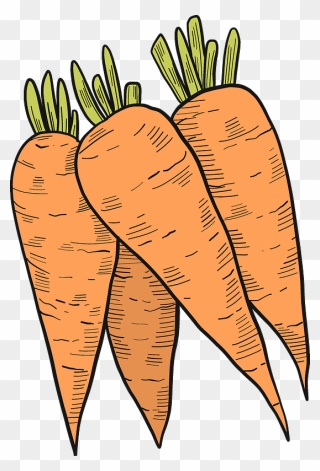 Carrots Clipart - Carrot - Png Download