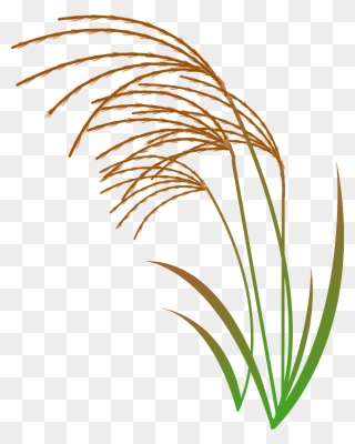Japanese Silver Grass Clipart - ススキ イラスト フリー - Png Download