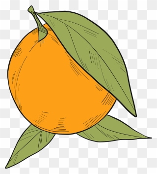 Orange Clipart - Illustration - Png Download