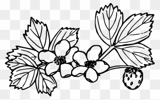 Clipart Leaf Strawberry - Strawberry Plants Black And White - Png Download