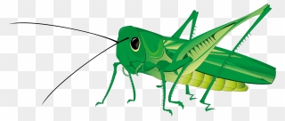 Insect Clipart Transparent Background - Grasshopper Clipart Png