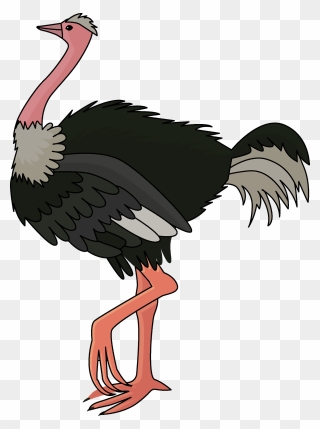 Ostrich Image In Clipart - Png Download