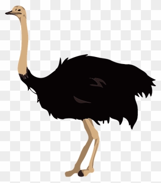 Ostrich Bird Clipart - ダチョウ イラスト 無料 - Png Download