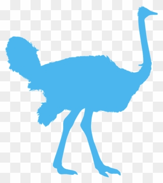 Common Ostrich Clipart